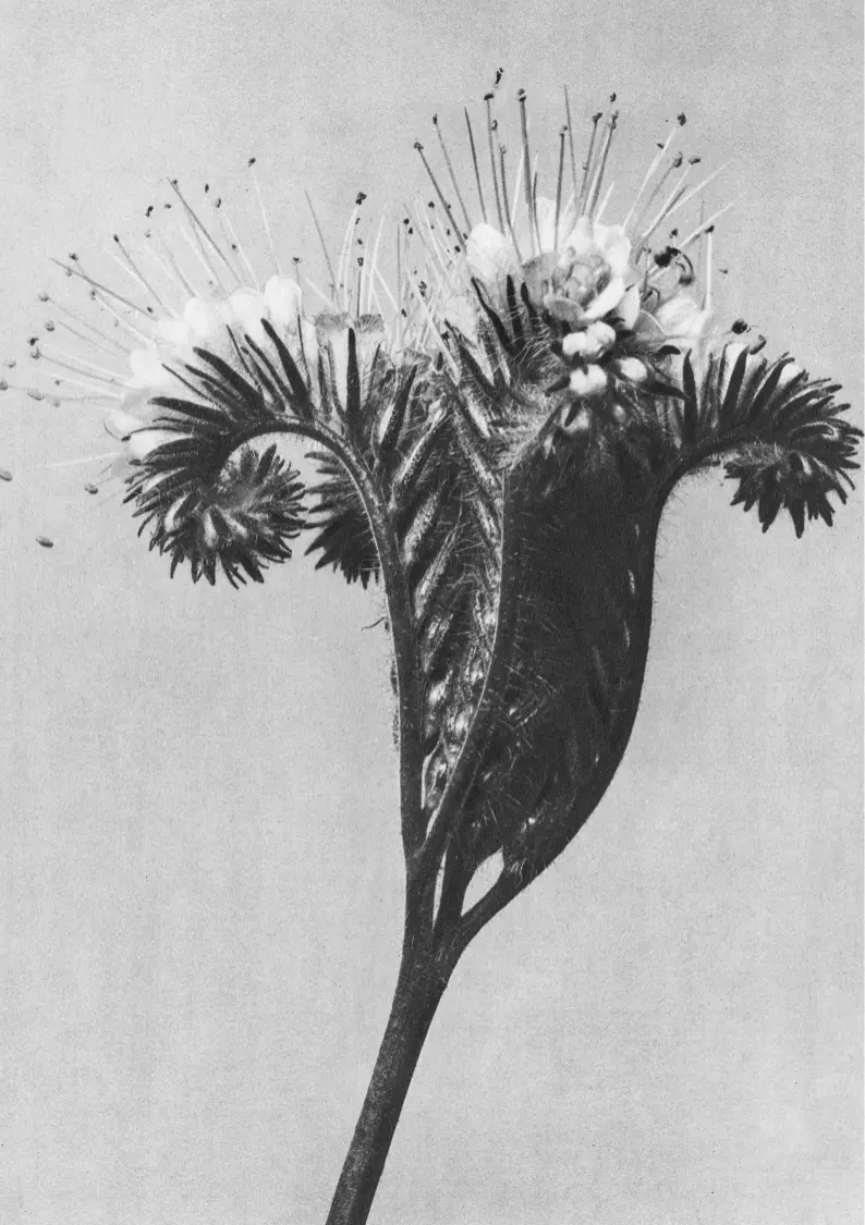 Schwarz-weiรe Nahaufnahme einer Blume.