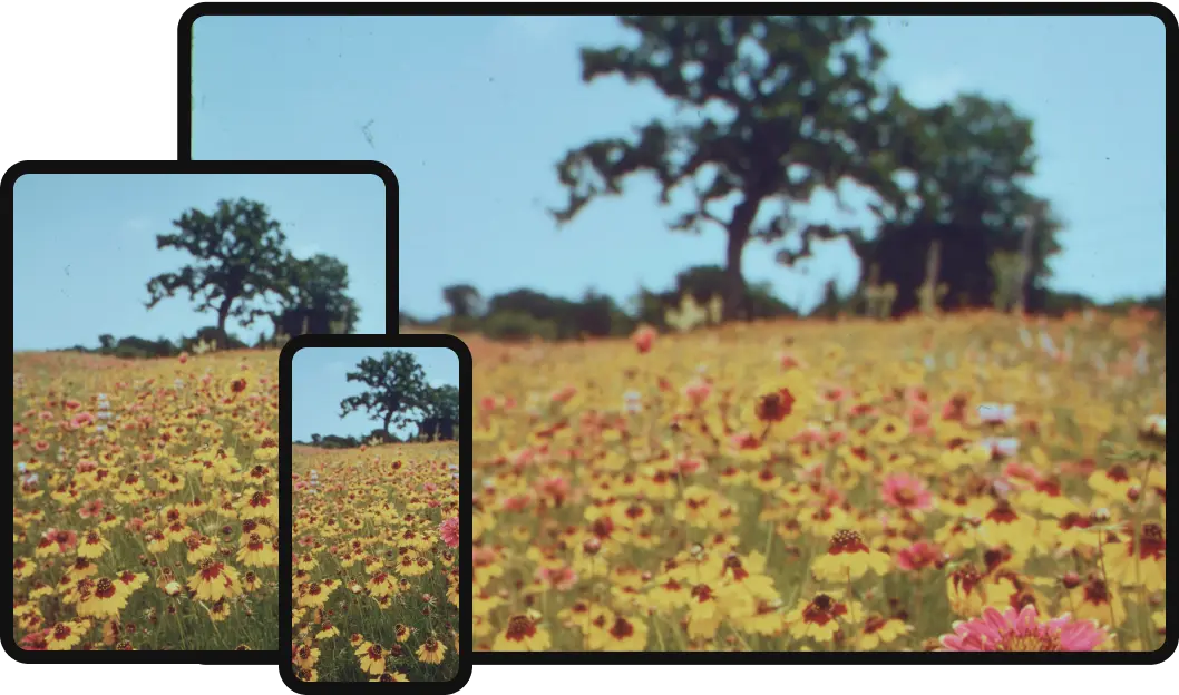Smartphones fangen eine malerische Wildblumenwiese mit Bรคumen ein